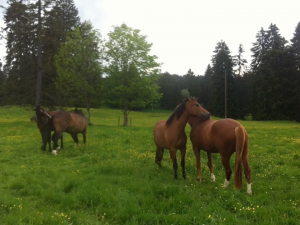 Le Paturage en été