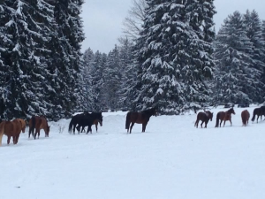 Le Paturage en hiver