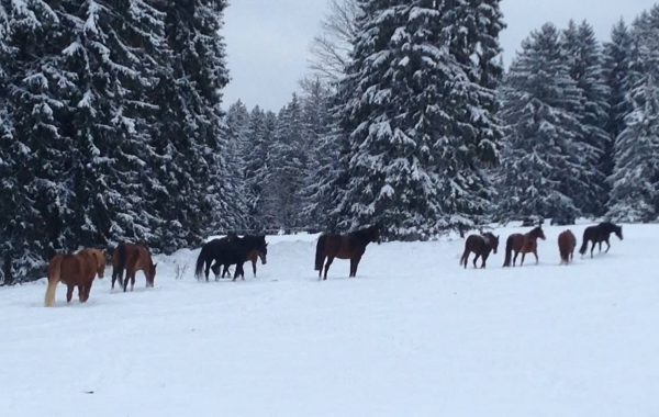 Le Paturage en hiver